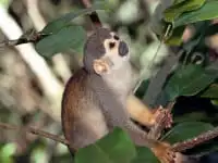 Excursões - Floresta dos macacos